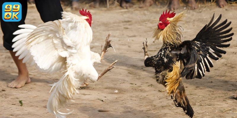 Bí kíp soi kèo đá gà hiệu quả tại 99OK 