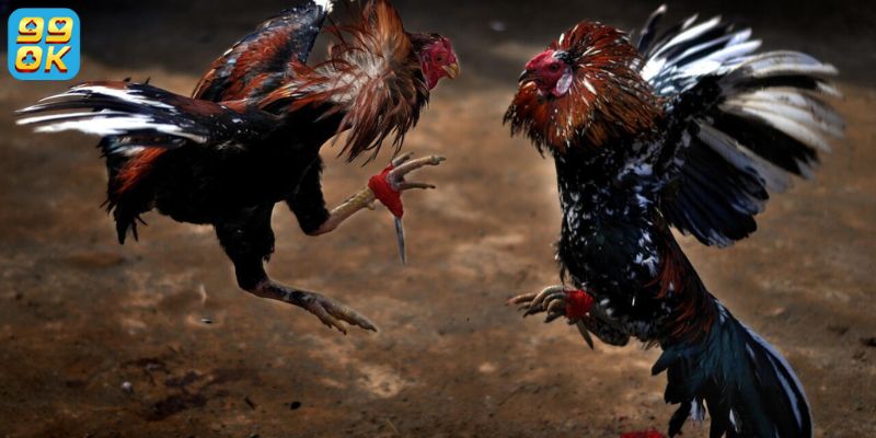 Các loại hình thi đấu đá gà tại 99OK khá phong phú