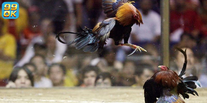 Sảnh đá gà 99OK có sự phát triển mạnh mẽ